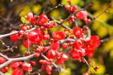 Ayva dallarındaki kırmızı çiçekler ve tomurcuklar, tarlanın sığ derinliğine dikkat edin.