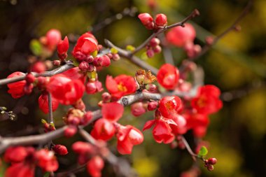 Ayva dallarındaki kırmızı çiçekler ve tomurcuklar, tarlanın sığ derinliğine dikkat edin.
