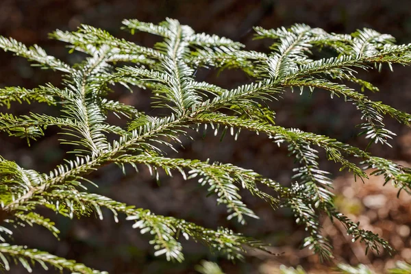Branch Fir Tree Black Background Note Shallow Depth Field — Stock Photo, Image