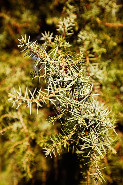 Ramas Coníferas Verdes Naturaleza Nota Poca Profundidad Campo — Foto de Stock