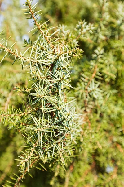 Zielone Drzewo Iglaste Gałęzie Przyrodzie Uwaga Płytkiej Głębi Ostrości — Zdjęcie stockowe