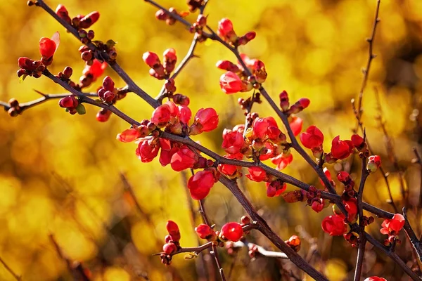 Takken Met Rode Bloemen Knoppen Gele Achtergrond Opmerking Ondiepe Scherptediepte — Stockfoto