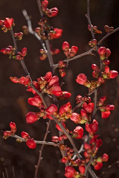 Ramas Con Flores Rojas Brotes Sobre Fondo Oscuro Nota Poca — Foto de Stock