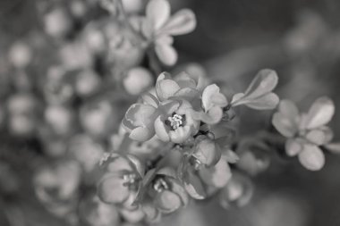 Bulanık yeşil arkaplanda çiçek açan ayva ağacı, alanın sığ derinliğine dikkat et