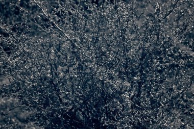 Dallarında küçük kırmızı çiçekler olan çalılar, sığ tarlaların derinliğine dikkat edin.