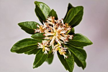 Açık arkaplanda yeşil yaprakları olan sıra dışı beyaz çiçek, sığ alan derinliğine dikkat edin