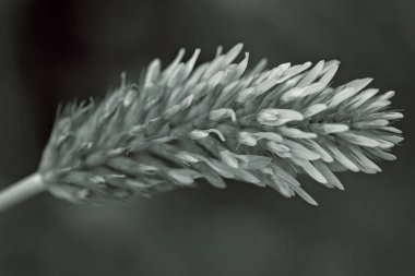 Koyu yeşil arka planda yabani çiçeğin tacı, sığ tarlanın derinliğine dikkat edin.