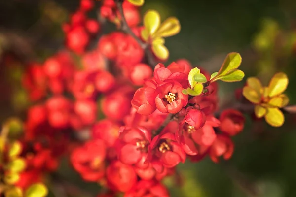 Arbre Coing Fleur Sur Fond Vert Flou Note Faible Profondeur — Photo