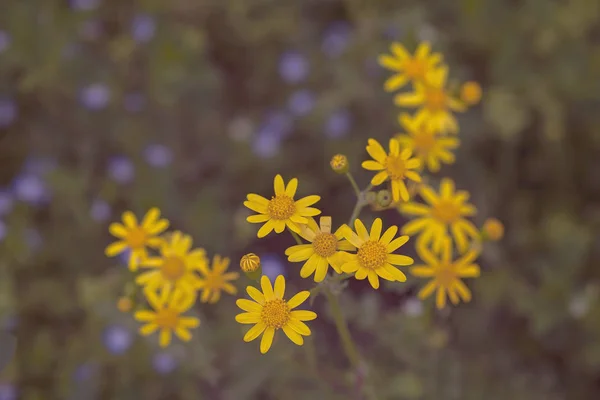 Yellow Wildflowers Green Background Note Shallow Depth Field — Stock Photo, Image