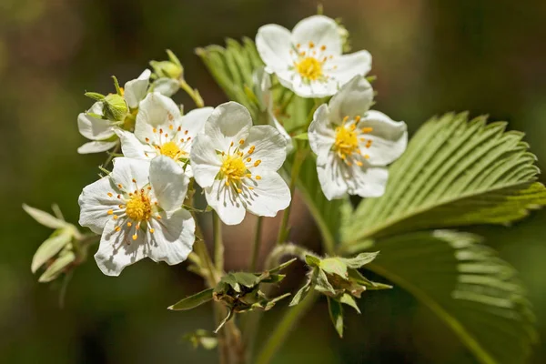 Blume Der Walderdbeere Der Natur Beachten Sie Die Geringe Schärfentiefe — Stockfoto