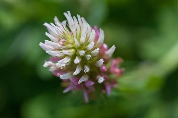 Trevo Selvagem Flor Natureza Sobre Fundo Verde Borrão Note Profundidade — Fotografia de Stock