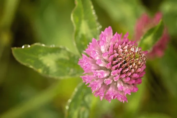 Wilde Klaver Bloei Natuur Groene Achtergrond Opmerking Ondiepe Diepte Van — Stockfoto