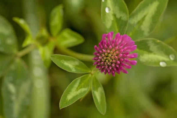 Roze Wilde Klaver Bloei Natuur Groene Achtergrond Opmerking Ondiepe Diepte — Stockfoto