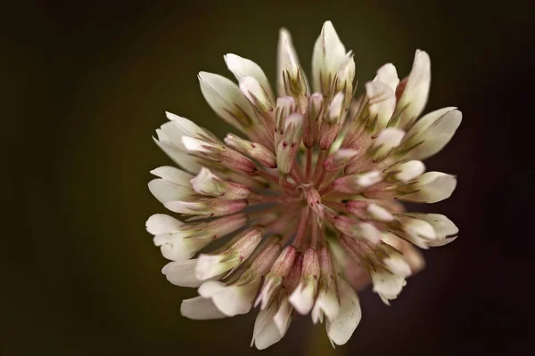 Yeşil Arkaplandaki Soyut Beyaz Yonca Çiçeği Tarlanın Sığ Derinliğine Dikkat — Stok fotoğraf