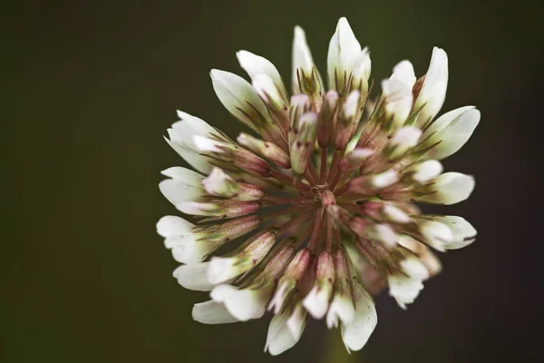 Abstracte Witte Klaverbloem Een Groene Achtergrond Toon Ondiepe Scherptediepte — Stockfoto