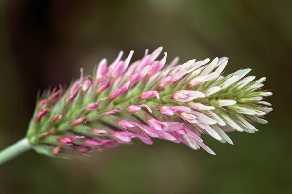 Coroa Flor Selvagem Fundo Verde Escuro Observe Profundidade Rasa Campo — Fotografia de Stock