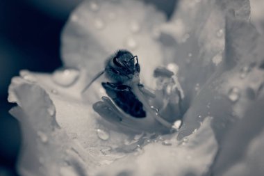 Vahşi bitkinin izole edilmiş sarı çiçeği doğada derin derin tarlalara dikkat edin.