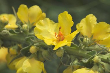 kır çiçeği sığırkuyruğu doğada, not alan sığ derinliği