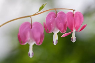 Yeşil arka planda Kanayan Kalp çiçekleri, dikkat edin sığ alan derinliği