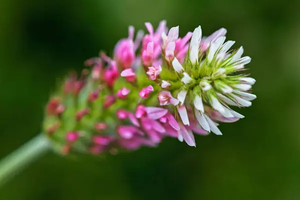 Kroon Van Wilde Bloem Een Donkergroene Achtergrond Noot Ondiepe Diepte — Stockfoto