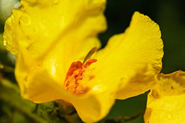 Isolierte Gelbe Blüte Der Wildpflanze Königskerze Der Natur Beachten Sie — Stockfoto