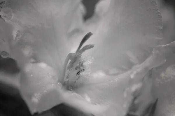 Flor Amarela Isolada Planta Selvagem Mullein Natureza Observe Profundidade Rasa — Fotografia de Stock