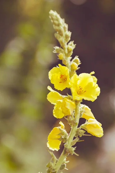 Mullein Flor Selvagem Natureza Observe Profundidade Rasa Campo — Fotografia de Stock