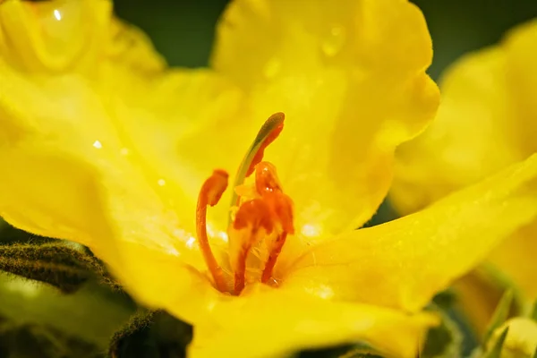 天然の野生植物 ムレイン の孤立した黄色の花畑の浅い深さに注意してください — ストック写真