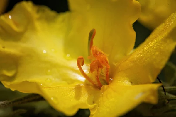 Isolierte Gelbe Blüte Der Wildpflanze Königskerze Der Natur Beachten Sie — Stockfoto