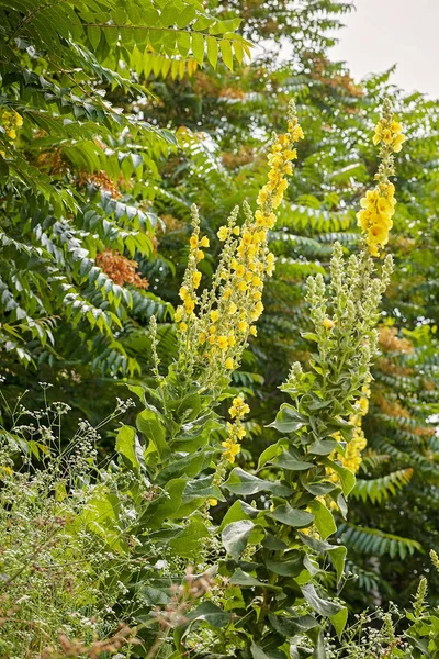 Flori Sălbatice Mullein Natură Notă Adâncime Superficială Câmpului — Fotografie, imagine de stoc