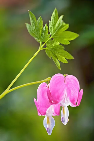 Bleeding Heart Flowers Nature Green Background Note Shallow Depth Field — Stock Photo, Image