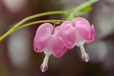 Kanayan Kalp çiçekleri donuk arka planda, dikkat edin sığ alan derinliği