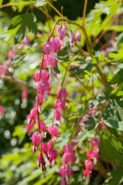 Kanayan Yürek 'in çalıları yeşil arka planda çiçek açıyor.