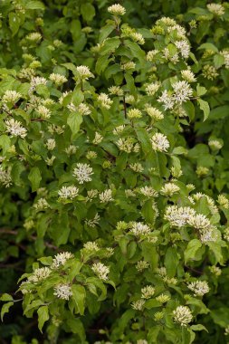 Cornus sanginea, doğada beyaz küçük çiçeklerle çalılık, dikkat edin sığ tarla derinliği