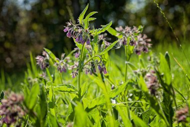 Uzun yeşil çimenlerdeki yabani mor çiçekler, sığ tarlaların derinliğine dikkat edin.