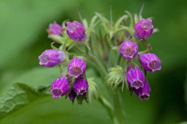 Yeşil arka planda yabani mor çiçekler, tarlanın sığ derinliğine dikkat edin.