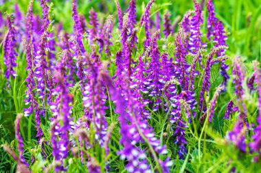 Uzun yeşil çimenlerdeki yabani mor çiçekler, sığ tarlaların derinliğine dikkat edin.