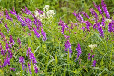 Uzun yeşil çimenlerdeki yabani mor çiçekler, sığ tarlaların derinliğine dikkat edin.