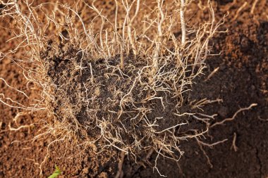 Doğadaki kökler, yüzeysel alan derinliğine dikkat edin.