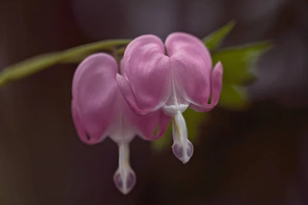 Kanayan Kalp Çiçekleri Donuk Arka Planda Dikkat Edin Sığ Alan — Stok fotoğraf