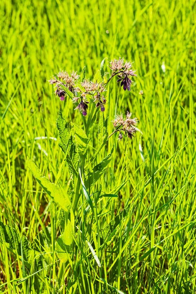 Flores Roxas Selvagens Grama Verde Alta Observe Profundidade Rasa Campo — Fotografia de Stock
