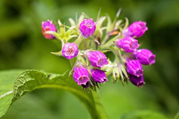 Yeşil arka planda yabani mor çiçekler, tarlanın sığ derinliğine dikkat edin.