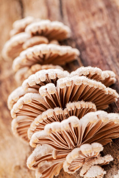 wild mushrooms on tree bark in nature, note shallow depth of field