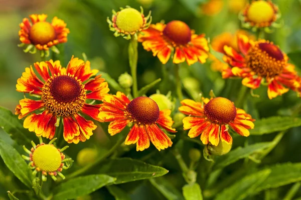 Foco Flores Color Naranja Helenio Fondo Verde Nota Poca Profundidad — Foto de Stock