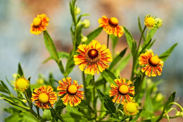 Fokus Orange Blomma Helenium Ljus Bakgrund Notera Grunt Skärpedjup — Stockfoto