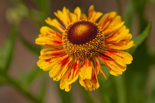 Flor Naranja Helenio Sobre Fondo Verde Nota Poca Profundidad Campo — Foto de Stock