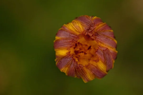 Dziwne Żółty Dziki Kwiat Zielonym Tle Zauważyć Płytkiej Głębokości Pola — Zdjęcie stockowe