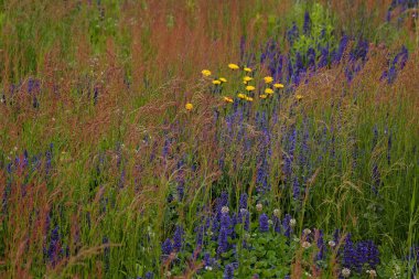 Çayırdaki birçok çiçek çeşidi, tarlanın sığ derinliğine dikkat edin.