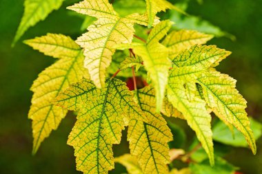 Doğada, Not alan sığ derinliği yeşil yaprakları odaklanmak