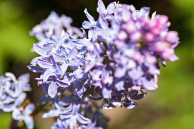 Bulanık arkaplanda çiçek açan leylak çiçeği, tarlanın sığ derinliğine dikkat et.